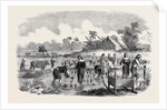 Planting Rice in Manilla. by Anonymous