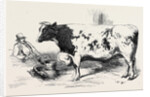 The First Prize Short Horn Class 10 No. 89 £25 and Gold and Silver Medals As the Best Steer or Ox at the Smithfield Club Cattle Show by Anonymous