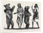 Dancing Bears in India from a Drawing by W. Carpenter by Anonymous