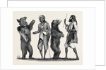 Dancing Bears in India from a Drawing by W. Carpenter by Anonymous