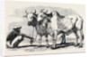 Guzerat Oxen from a Drawing by W. Carpenter Jun. by Anonymous