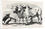 Guzerat Oxen from a Drawing by W. Carpenter Jun. by Anonymous