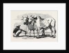 Guzerat Oxen from a Drawing by W. Carpenter Jun. by Anonymous