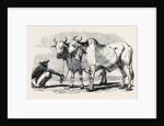 Guzerat Oxen from a Drawing by W. Carpenter Jun. by Anonymous
