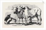Guzerat Oxen from a Drawing by W. Carpenter Jun. by Anonymous