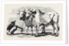 Guzerat Oxen from a Drawing by W. Carpenter Jun. by Anonymous