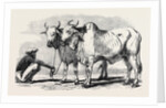 Guzerat Oxen from a Drawing by W. Carpenter Jun. by Anonymous