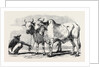 Guzerat Oxen from a Drawing by W. Carpenter Jun. by Anonymous