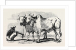 Guzerat Oxen from a Drawing by W. Carpenter Jun. by Anonymous
