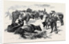 Breton Cattle. by Anonymous