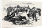 Breton Cattle. by Anonymous