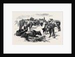 Breton Cattle. by Anonymous