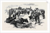 Breton Cattle. by Anonymous