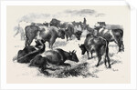 Breton Cattle. by Anonymous