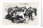 Breton Cattle. by Anonymous