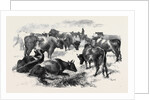 Breton Cattle. by Anonymous
