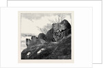 Ruins of Northampton Castle. by Anonymous