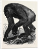 The Gorilla by Anonymous