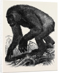 The Gorilla by Anonymous