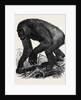 The Gorilla by Anonymous