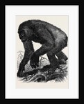 The Gorilla by Anonymous