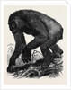 The Gorilla by Anonymous