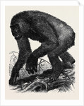 The Gorilla by Anonymous