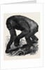 The Gorilla by Anonymous