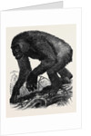 The Gorilla by Anonymous