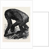The Gorilla by Anonymous