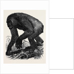 The Gorilla by Anonymous