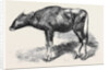 The Gaour Calf from a Photograph by Anonymous