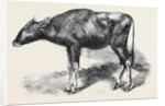 The Gaour Calf from a Photograph by Anonymous