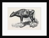 The Gaour Calf from a Photograph by Anonymous