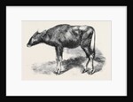 The Gaour Calf from a Photograph by Anonymous