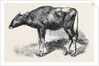 The Gaour Calf from a Photograph by Anonymous