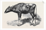 The Gaour Calf from a Photograph by Anonymous