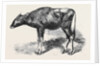 The Gaour Calf from a Photograph by Anonymous