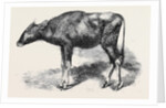 The Gaour Calf from a Photograph by Anonymous