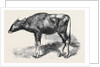 The Gaour Calf from a Photograph by Anonymous