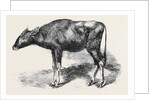 The Gaour Calf from a Photograph by Anonymous