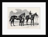The Winners of the Derby and the Oaks, Musjid the Winner of the Derby Summerside the Winner of the Oaks by Anonymous