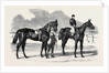 The Winners of the Derby and the Oaks, Musjid the Winner of the Derby Summerside the Winner of the Oaks by Anonymous