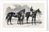 The Winners of the Derby and the Oaks, Musjid the Winner of the Derby Summerside the Winner of the Oaks by Anonymous