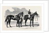 The Winners of the Derby and the Oaks, Musjid the Winner of the Derby Summerside the Winner of the Oaks by Anonymous