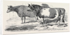 Channel Islands, Class 3; Prize Cattle Show at the Royal Agricultural Society's Show, at Windsor by Anonymous