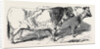 Short Horns, Class 1; Prize Cattle Show at the Royal Agricultural Society's Show, at Windsor by Anonymous