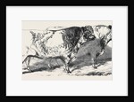 Short Horns, Class 1; Prize Cattle Show at the Royal Agricultural Society's Show, at Windsor by Anonymous