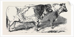Short Horns, Class 1; Prize Cattle Show at the Royal Agricultural Society's Show, at Windsor by Anonymous
