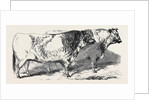Short Horns, Class 1; Prize Cattle Show at the Royal Agricultural Society's Show, at Windsor by Anonymous